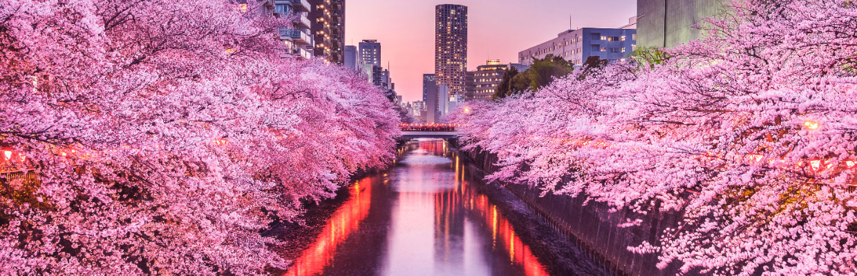 Pink Cherry Blossom in Tokyo