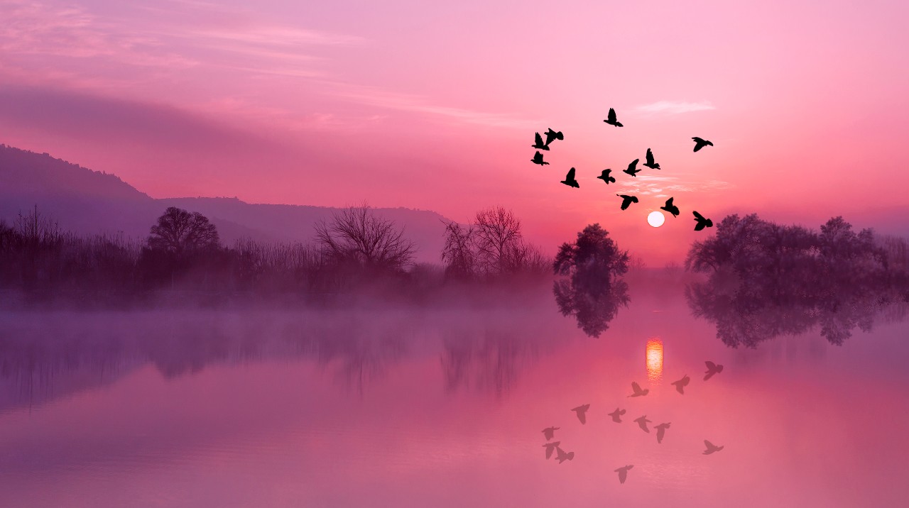 Birds over sunset