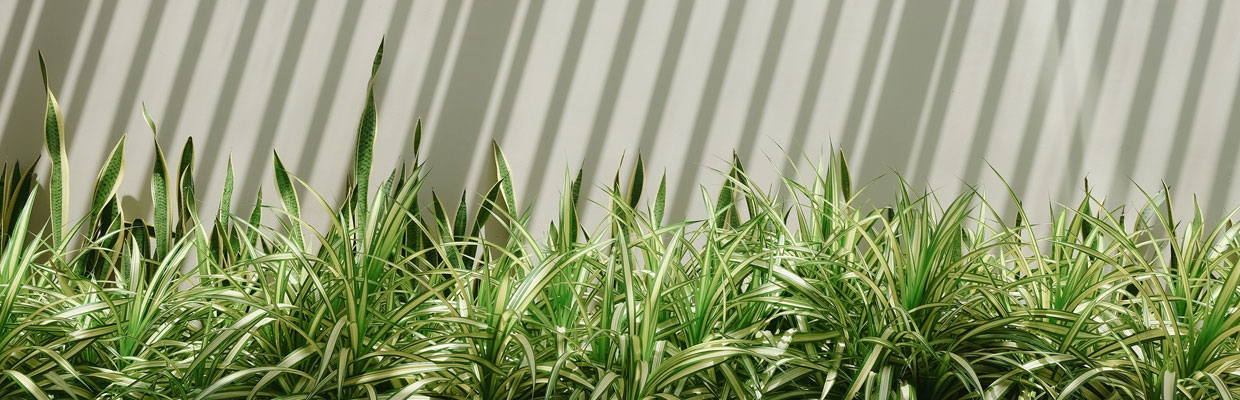 Image of plants in front of a wall.